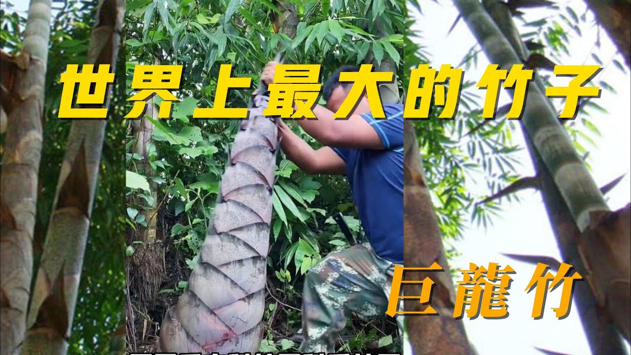 世界上最大的竹子,巨龍竹高度可以達到30米以上,直徑可達30釐米左#世界之最world #竹子 - YouTube