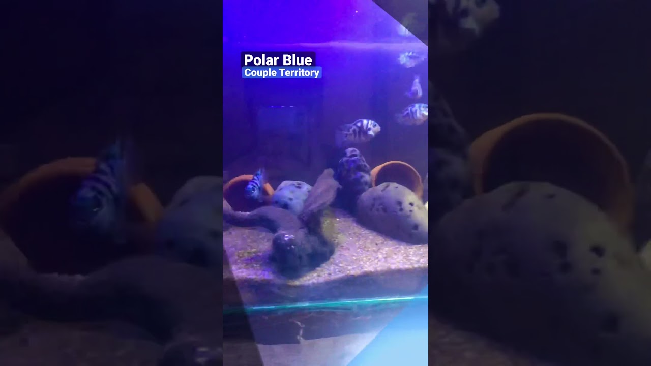 Polar Blue Fish 