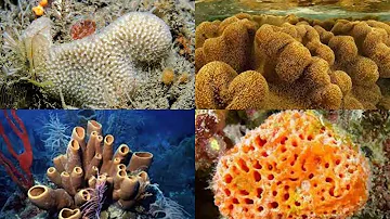 ГУБКИ - Использование морских губок в качестве катализаторов