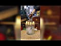 Two Luxury Whiskeys, One Smooth Mix 🥃 | Johnnie Walker XR &amp; Dewar’s Double Agent 16