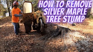 How to Remove Silver Maple Tree Stump