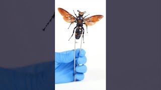 Giant Wasp Has 5 Eyes