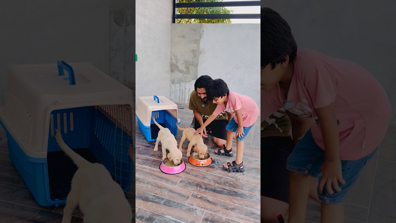 Baba puppies ko food dena bhool gy #funny #comedy #youtubeshorts #trending #shorts