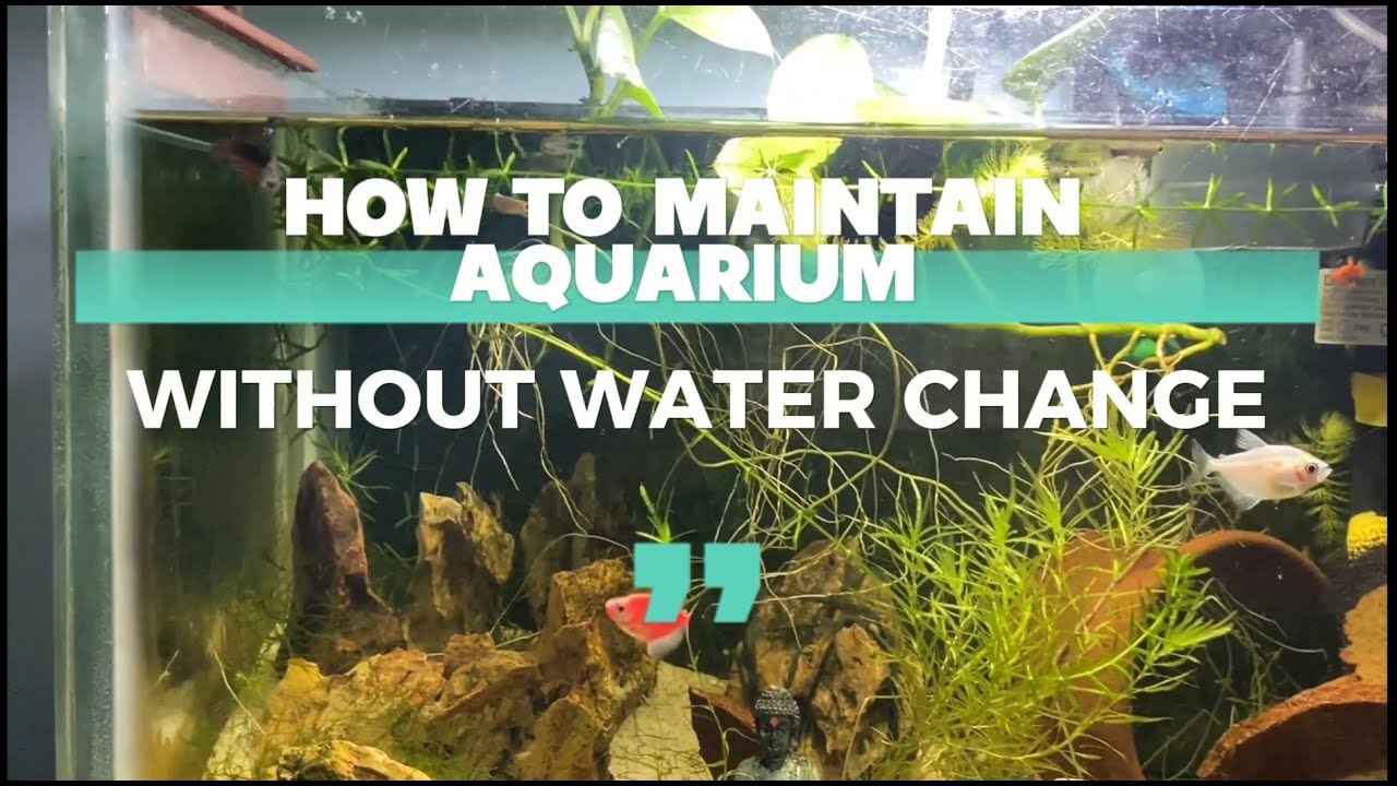 NO Water Change How To Maintain Aquarium aquarium no-water-change-how-to-maintain-aquarium-aquarium