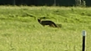 Large Wild Cat, Fox Or Kangaroo Sighting Near Flint Sir Y Fflintflintshire Cymruwales
