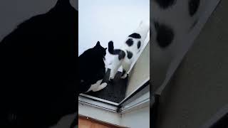 Cat Vs Cold ツ