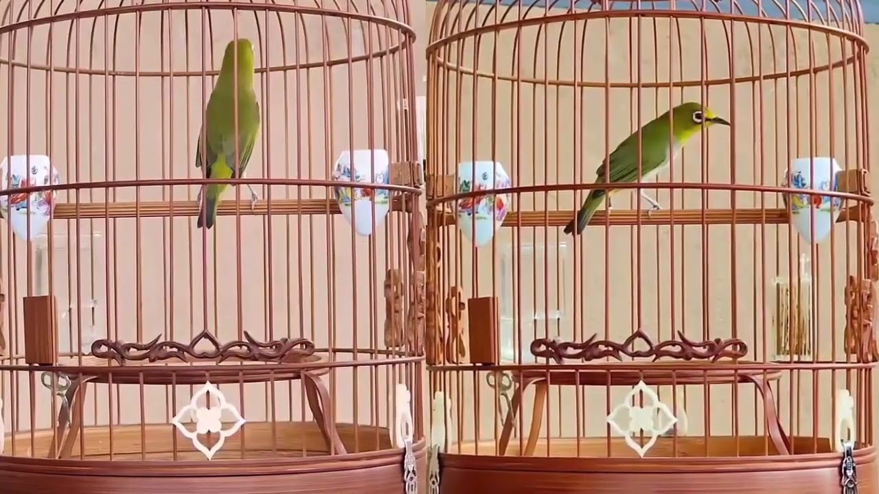 Khuyên líu , kích khuyen líu đấu