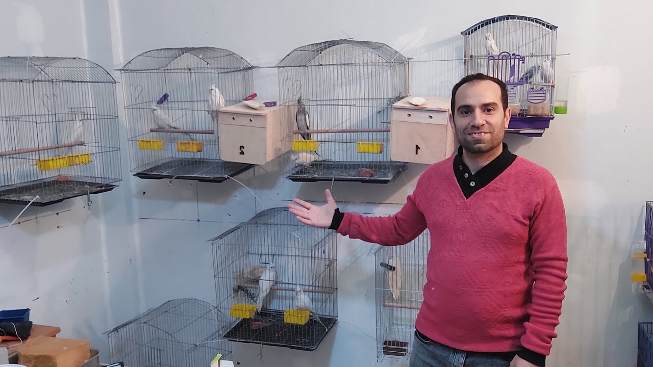 حقن مزرعة طيور صديقى كوكتيل البينو وبادجى طفرات