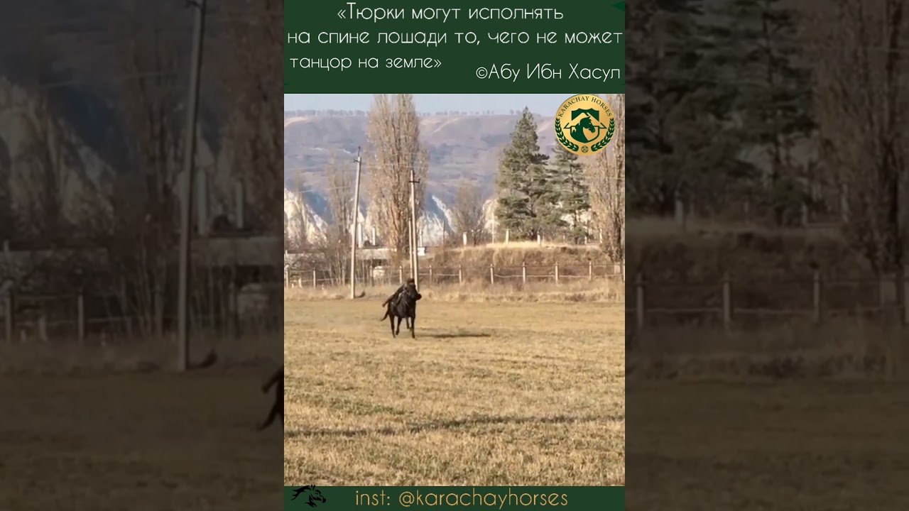 Джигитовка. Карачаевская порода лошадей