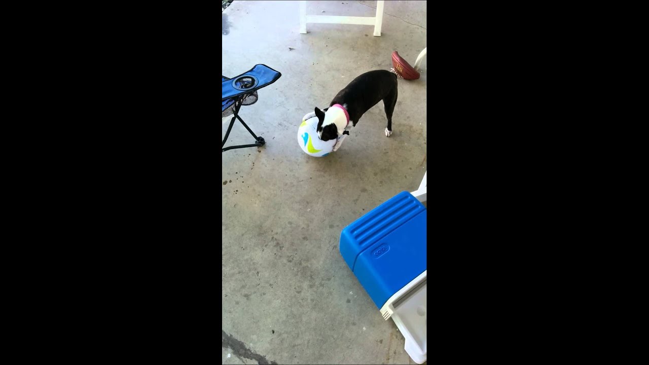 Spageddy Lee with new soccer ball