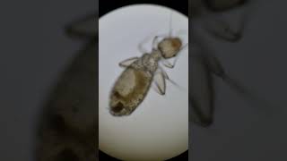 What does the live mold bug look like under the microscope? The psocpteran #microscope #science