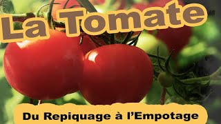 La TOMATE : Du Repiquage à l'Empotage 🍅 Pourquoi? Comment?