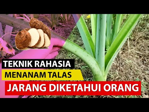 Video: Menanam Talas Di Kebun - Tips Memanen Akar Talas