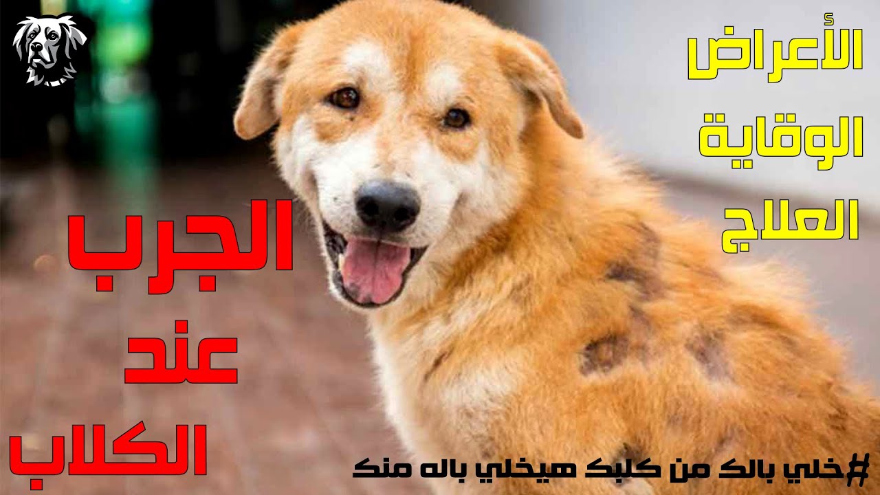 الجرب عند الكلاب و علاج الجرب الكلاب  و اعراض الجرب عند الكلاب سامر غازي
