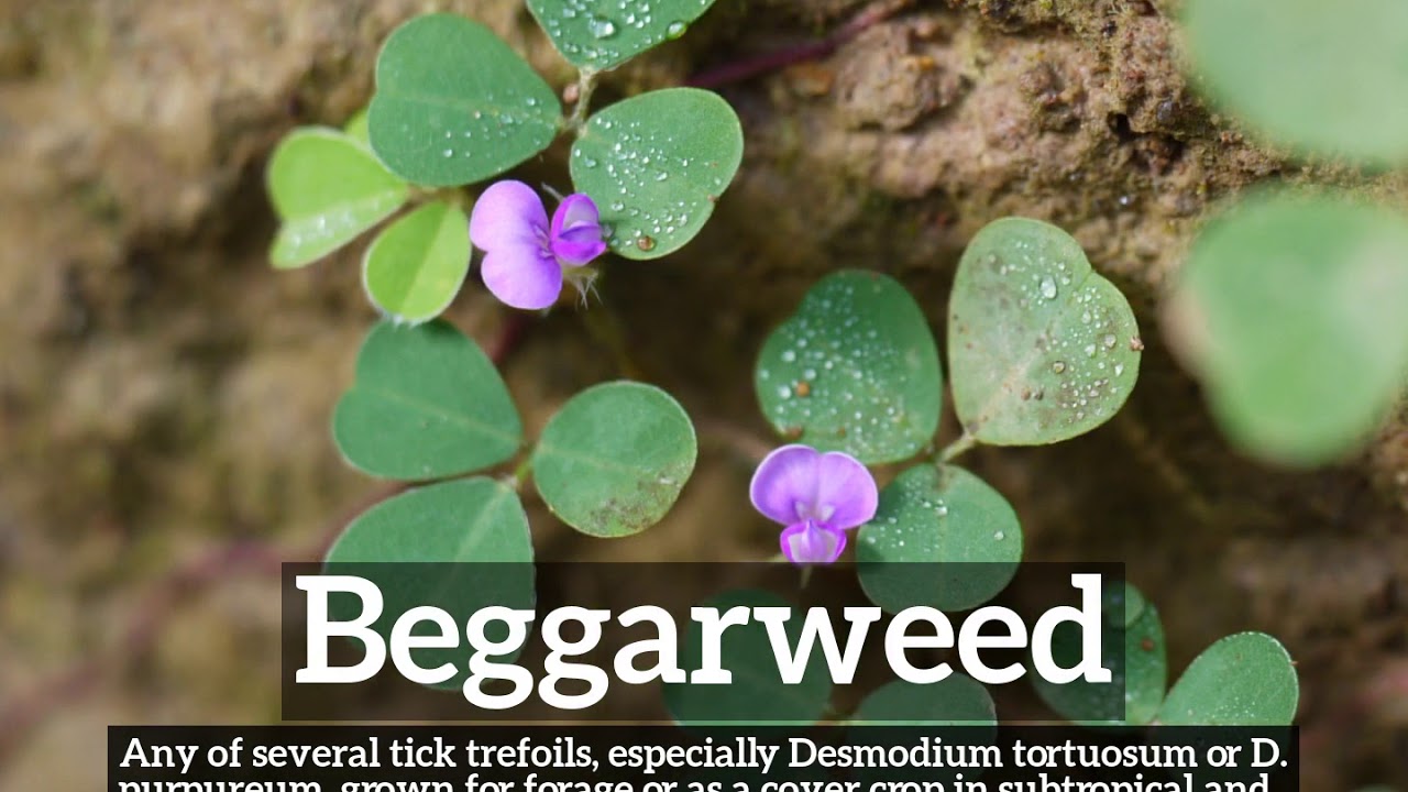 How to Say Beggarweed in English? | What is Beggarweed? | How Does Beggarweed Look?