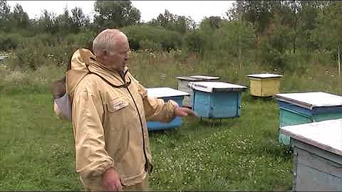 ЧТО НУЖНО ДЕЛАТЬ ЧТОБЫ ПОЛУЧИТЬ МЁД НА ГЛАВНОМ МЕДОСБОРЕ