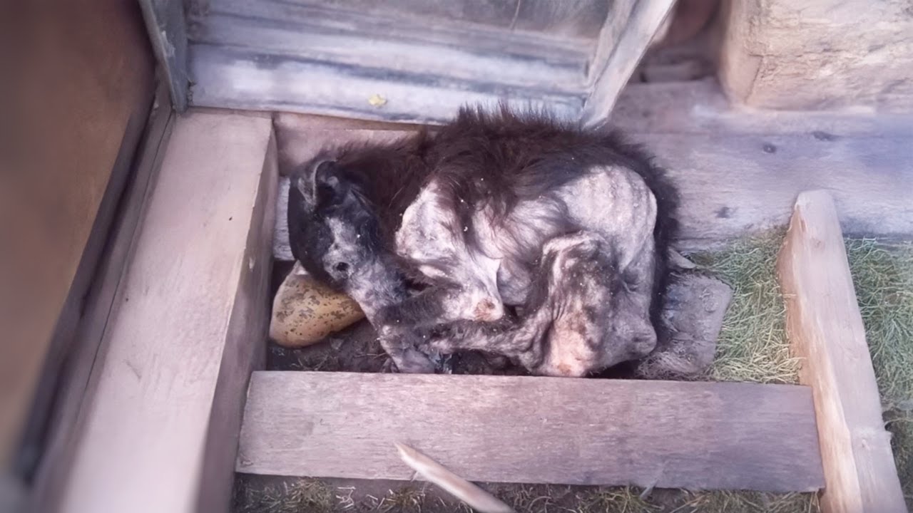 "Let Me Teach Him a Lesson" – His Dog Collapsed, Begging… But He Slammed  the Door