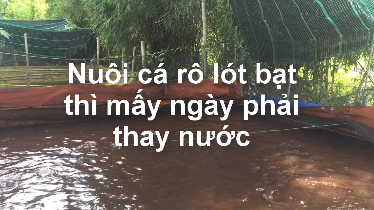 Khi nào cần thay nước ao nuôi cá lót bạt | Đó đây TN
