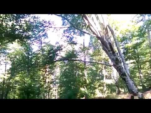 Βίντεο: Ευρωπαϊκή οξιά (24 φωτογραφίες): τι είναι η ερυθρόφυλλη οξιά; Περιγραφή κόκκινης οξιάς, χρήση δέντρου που κλαίει
