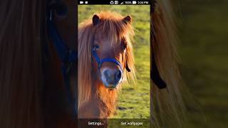 shetland pony wallpaper screenshot 2