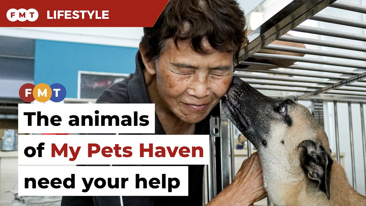 My Pets Haven makes a plea for adopters YouTube