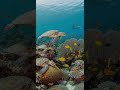 The Great Barrier Reef Ancient Wonder Under Threat.#shorts #history