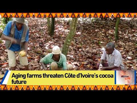Aging farms threaten Côte d’Ivoire’s cocoa future