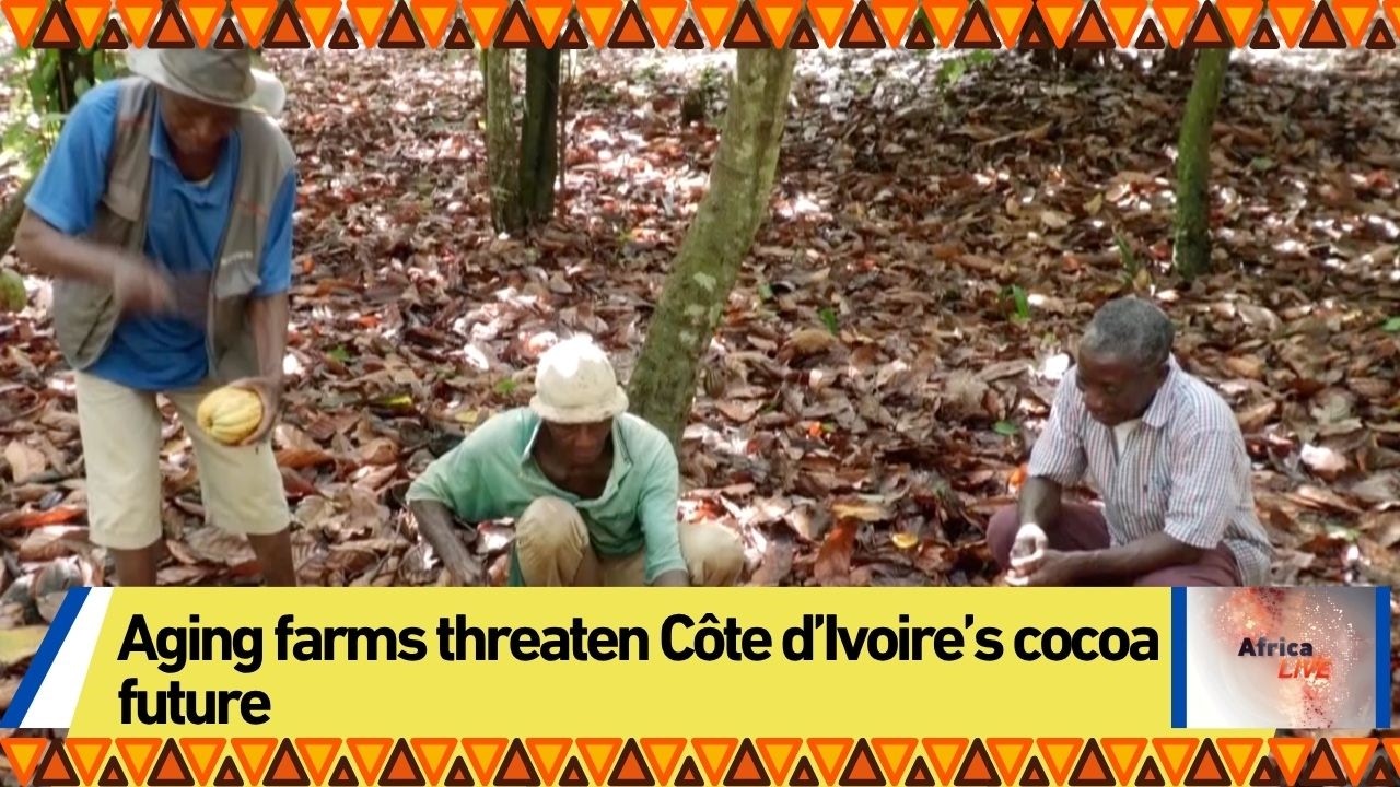 Aging farms threaten Côte d’Ivoire’s cocoa future