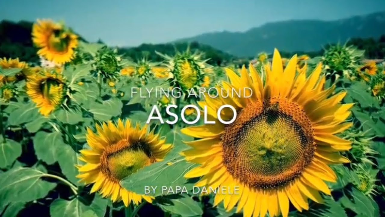 Il fascino dei girasoli, a due passi da Asolo, con Hubsan Zino