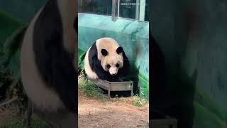 Panda Jin Hu Wish You All A Rolling Source Of Money In The New Year .