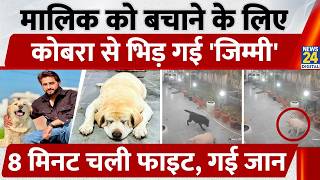 Haryana के Karnal में मालिक को बचाने के लिए Cobra से भिड़ी Female Dog Jimmy | Snake-Dog Fight | CCTV