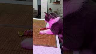 Можно мне конфетку?.. #shorts #tiktok #cat #kitten #котик #кузенька #love #йорки