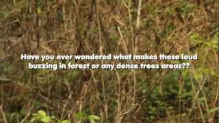 Birding Valley School