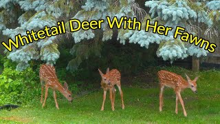 Whitetail Deer With Her Fawns (4K)