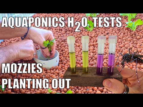 aquaponics-system---water-testing--mosquitoes-&-midge-flies---planting-out-the-beds
