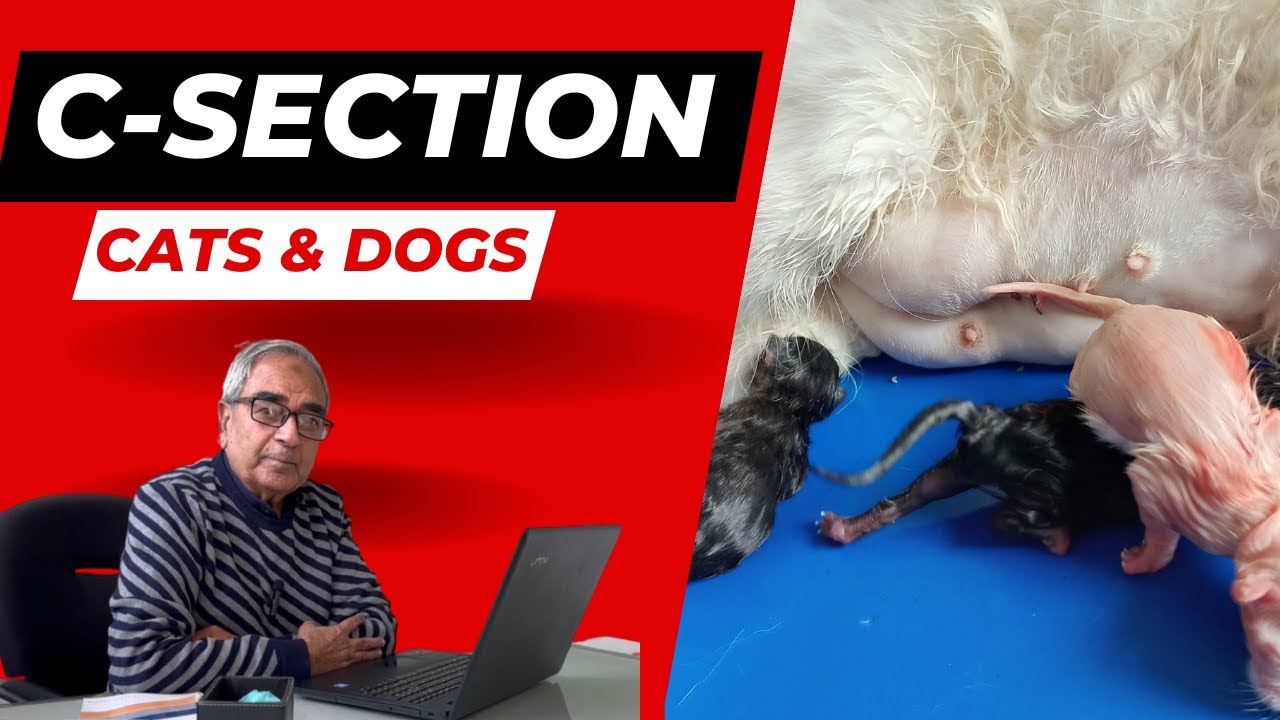 C-Section in Cats and Dogs | Prof. Dr. Mazhar Iqbal | - YouTube