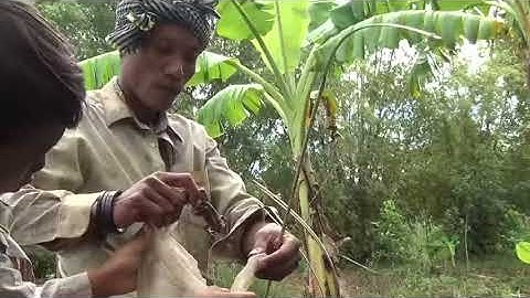 257 Ký ức miền quê I Nhớ mùa cắm câu