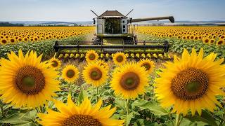 Modern Sunflower Harvesting And Sunflower Oil Production