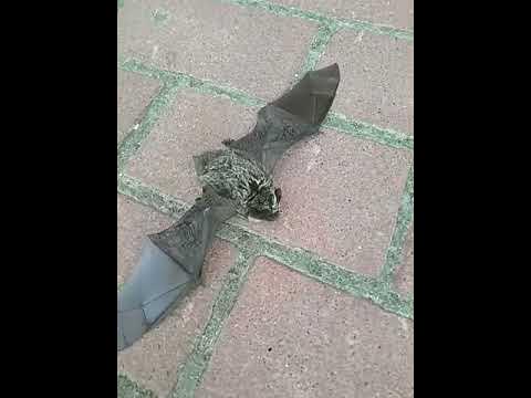 Летучая мишь - YouTube