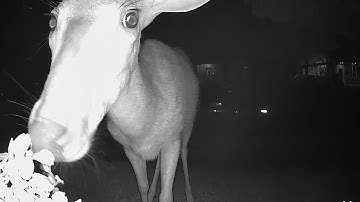 Reolink Captures: Late Night Guest