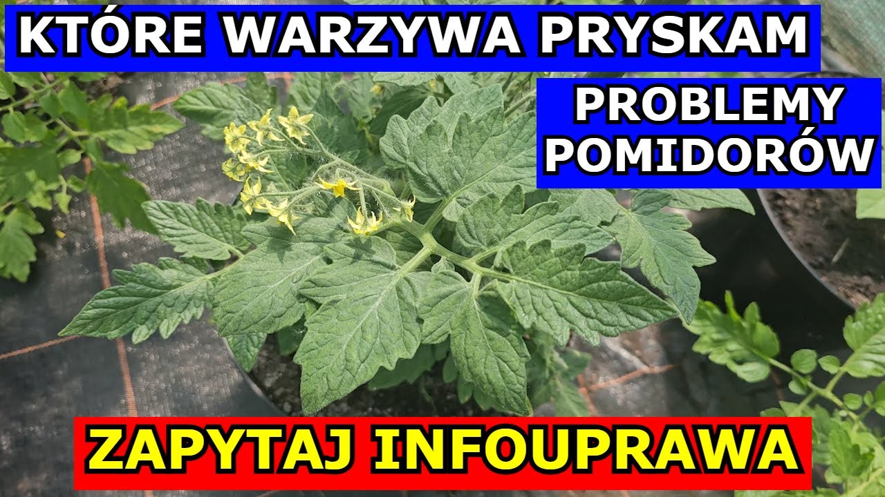 Pryskam mnóstwo roślin | stała się rzecz straszna | przycinanie grubosza ✂