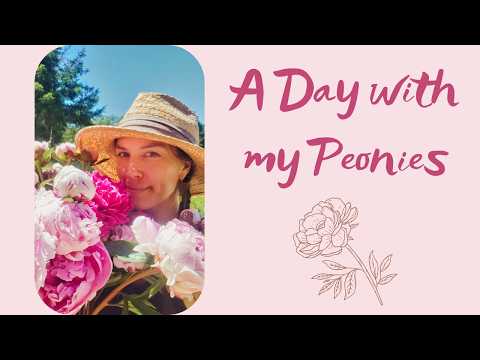 How to have Peonies all summer long, harvesting tips and making Peony Jello