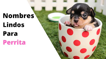 ¿Cuál es el nombre de perro más bonito?