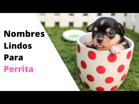 Video: Cómo Nombrar Un Cachorro De Toy Terrier