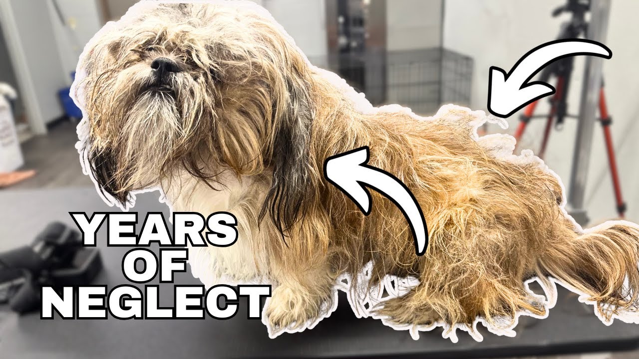 What a Mess Dog Grooming: Transform Chaos into Canine Charm