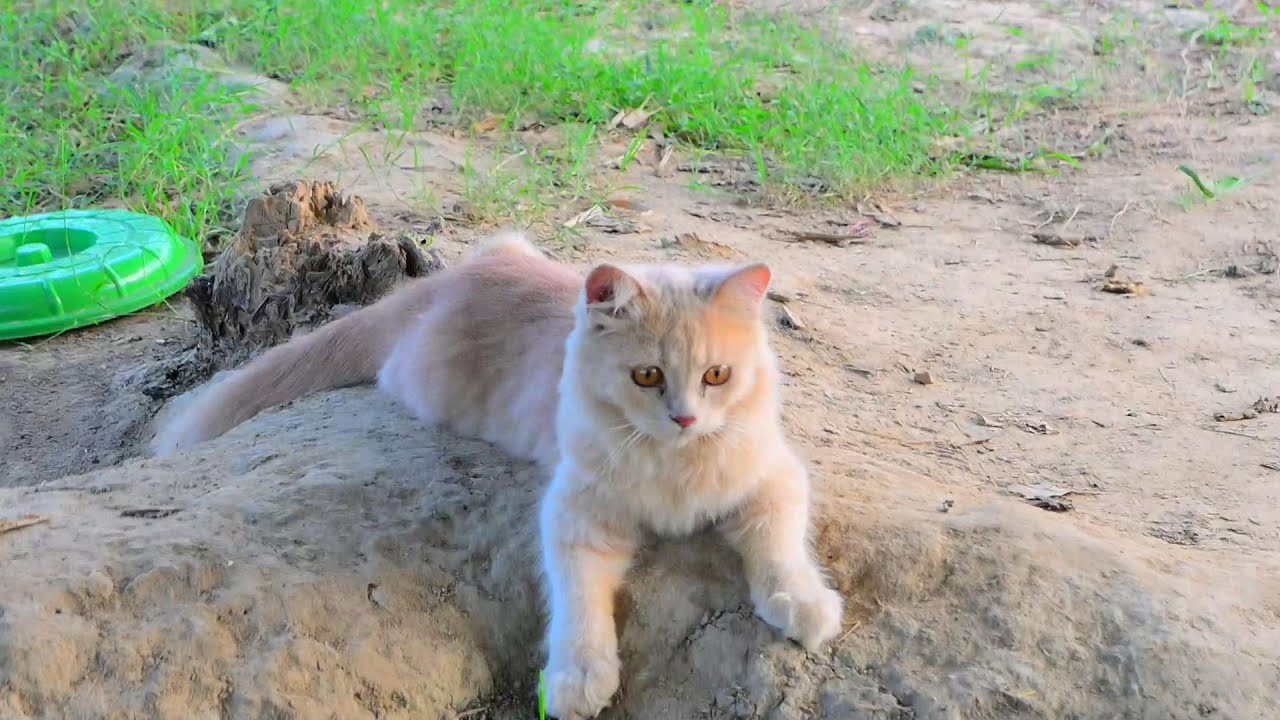 Cat Roaming Freely in the Forest | 