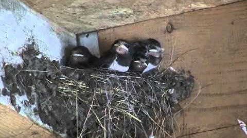 Boeren Zwaluw or Barn Swallow