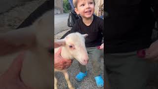 #fun #happy #funny #cute #beepbeepimasheep#sheep #babablacksheep #melody #kids #love #birt #lol#lamb