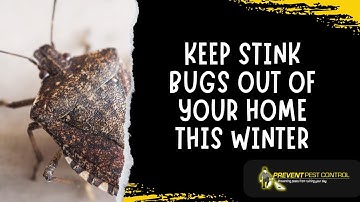 Keep Stink Bugs Out of Your Home