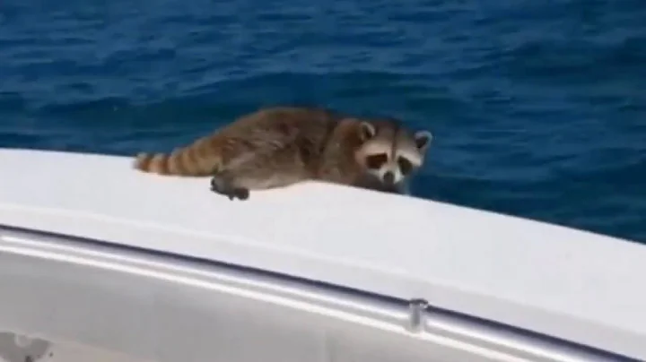 Thomas Cope Murdered Raccoon On Boat